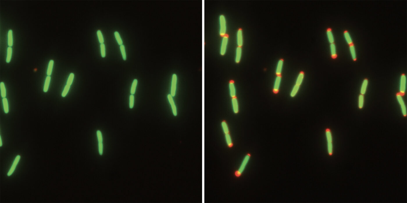 E. coli