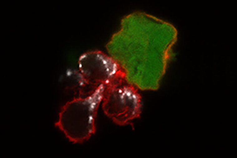 natural killer cells attacking melanoma