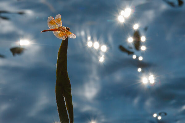 Male dragonflies lose their ‘bling’ in hotter climates