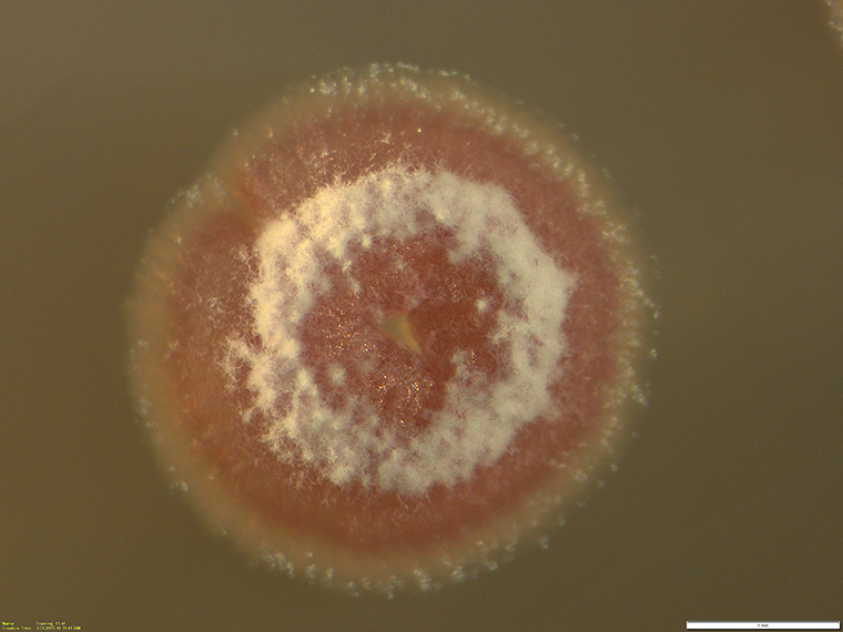 Streptomyces