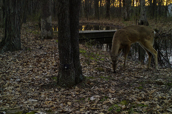 Patterns of income, urbanization impact mammal biodiversity in the concrete jungle