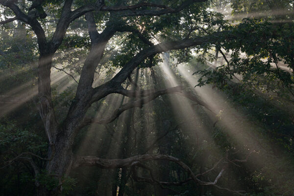 For larger, older trees, it’s all downhill from here