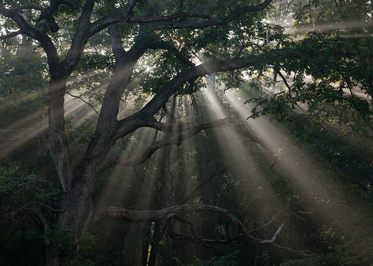 Sunlight through trees