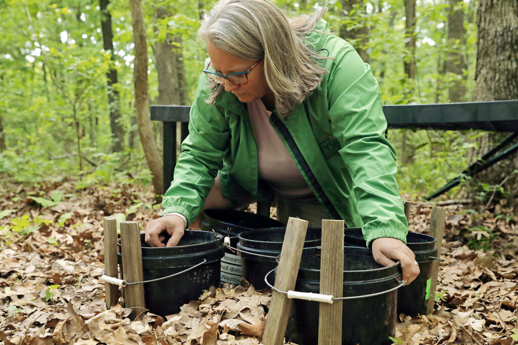 Kim Medley, Director at Tyson Research Center, checking her mosquitoes