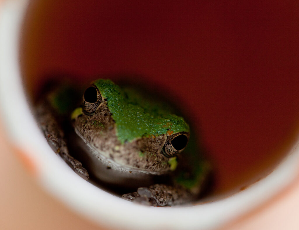 Animals of Tyson: a gray tree frog (Hyla versicolor) (Photo: Jonathan Myers)