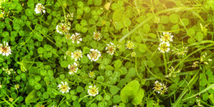 white clover
