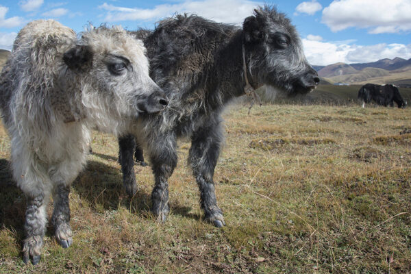 ’Til the cows come home