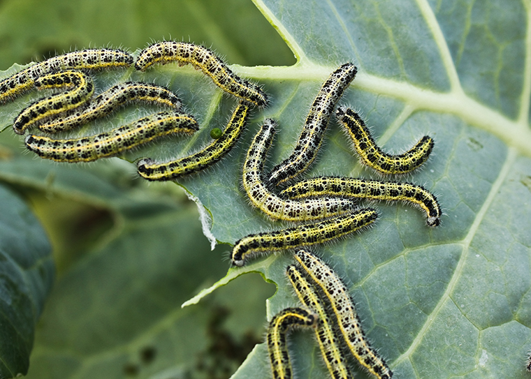 caterpillars