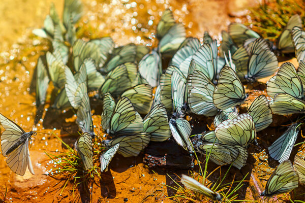 A brief history of the cabbage butterfly’s evolving tastes