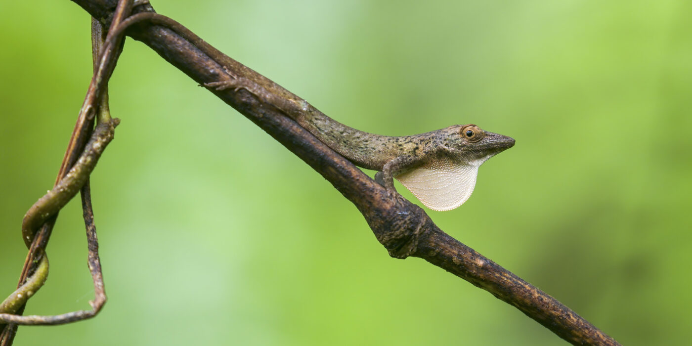 Anolis occultus