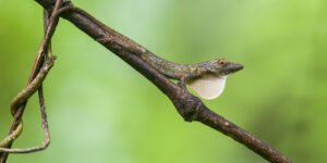 Anolis occultus