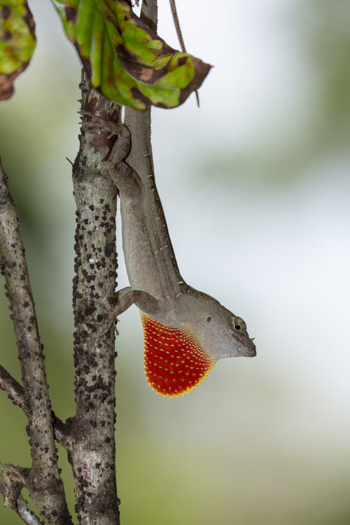 Anolis sagrei