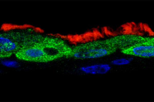 Common respiratory virus manipulates immune genes to protect itself