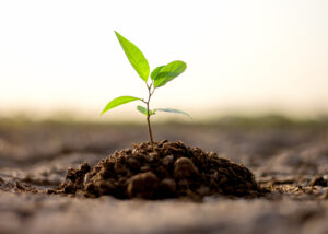Seedling