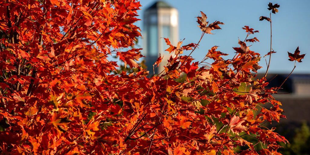 fall leaves