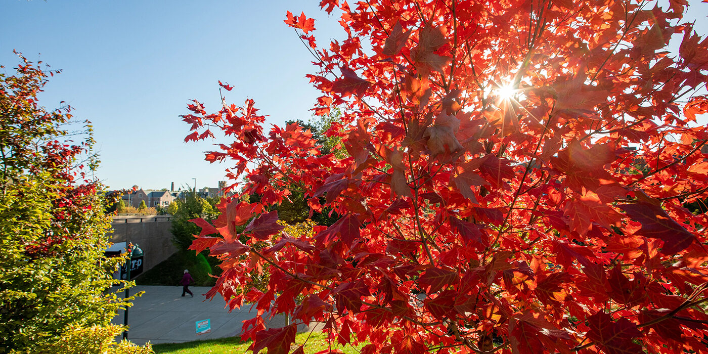 fall leaves