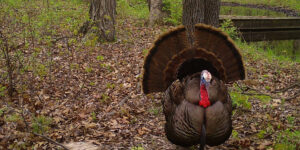 wild turkey