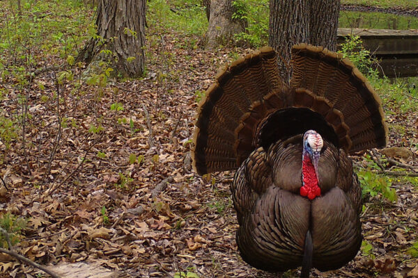 Wild turkeys among us