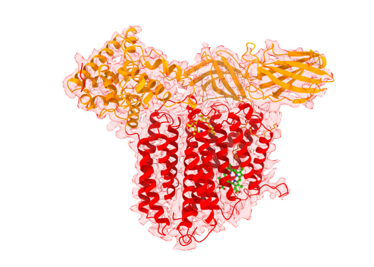 heme transporter