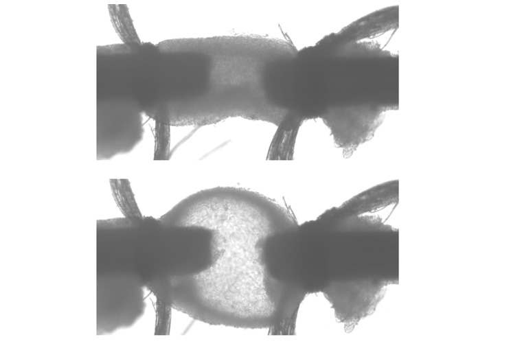 Image of two mouse aorta, one stretched thin to the point of translucence. The other normal.