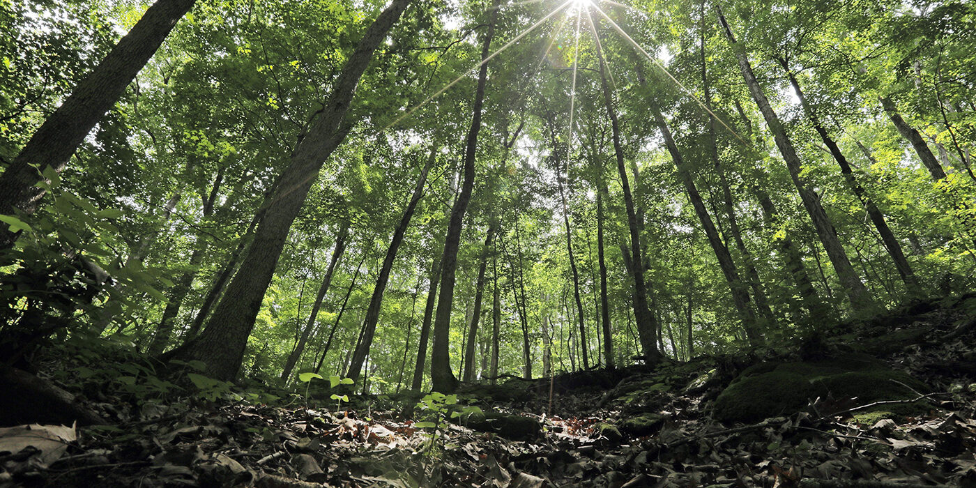 Sunlight through trees