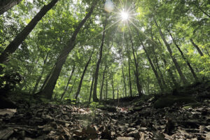 Sunlight through trees