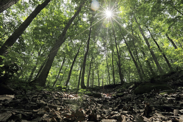 New Center for the Environment begins work