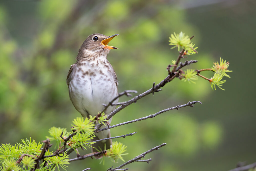 Swainson's thrush