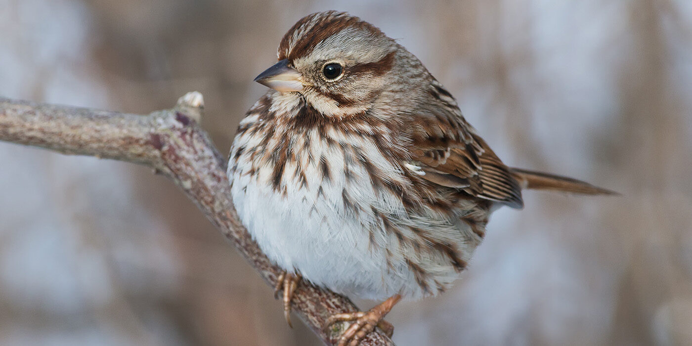 song sparrow