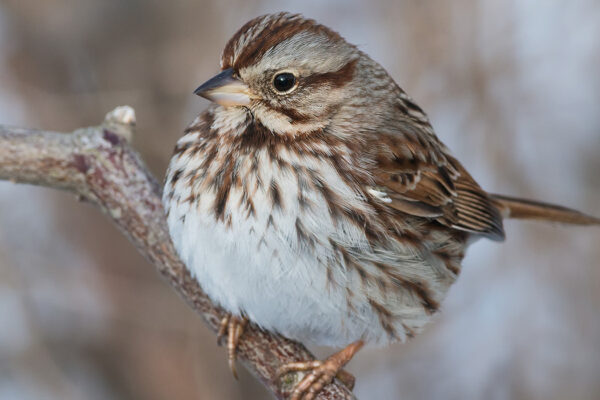 Brainy birds may fare better under climate change