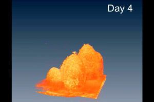 Optical coherence tomography image showing a human heart organoid's development after four days