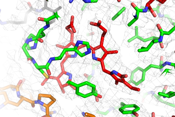 Molecular ‘blueprint’ illuminates how plants perceive light