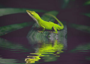 anole reflected in water