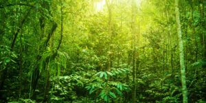 Tropical forest