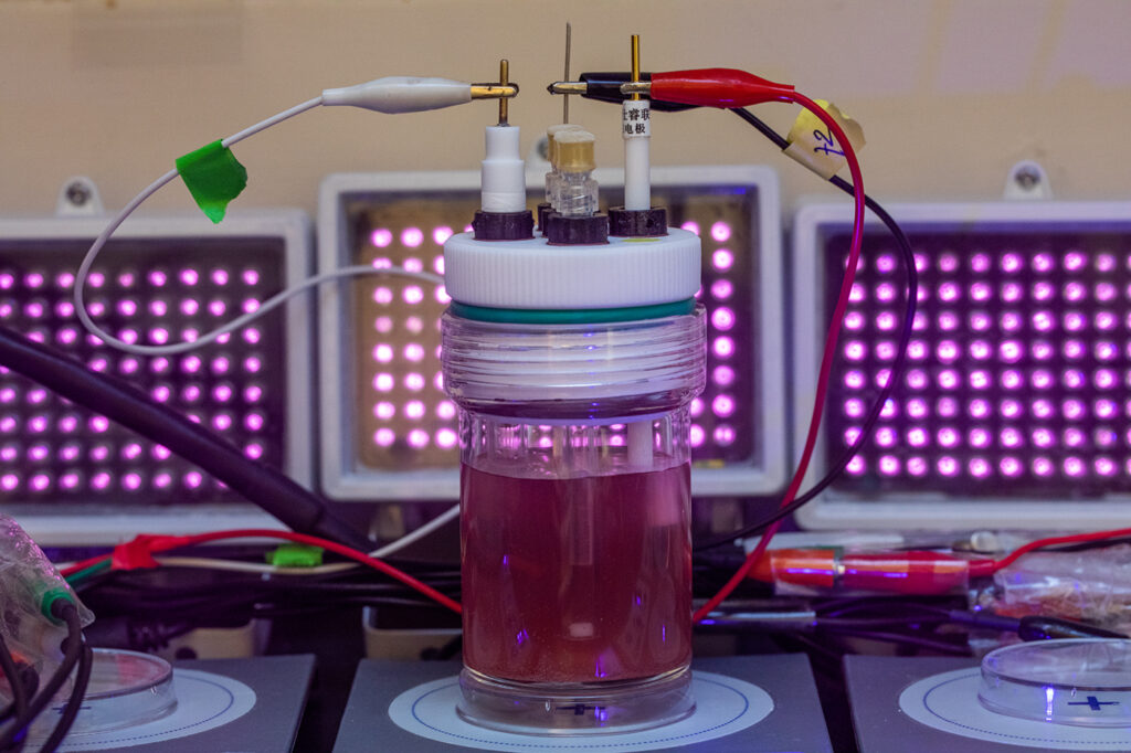 Arpita Bose studies microbial metabolisms, including Rhodopseudomonas palustris TIE-1, a purple bacterium with unusual metabolic flexibility, including the ability to pull electrons out of iron or directly from an electrode. (Photo: Joe Angeles/Washington University)