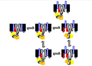 ion channel mechanisms that control the electrical signaling in the heart