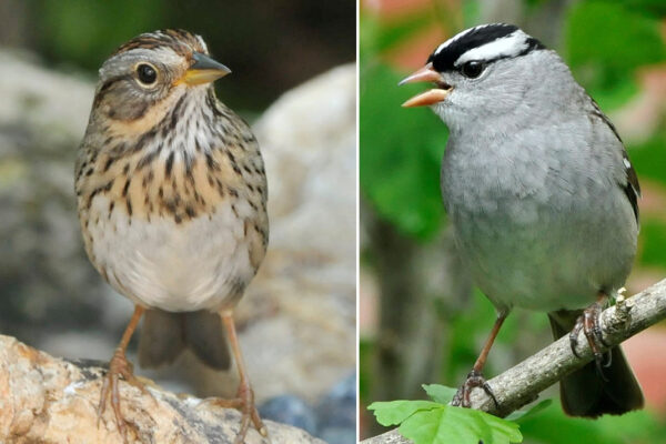 Campus limits light pollution to protect birds