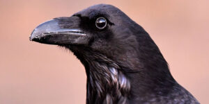 Raven