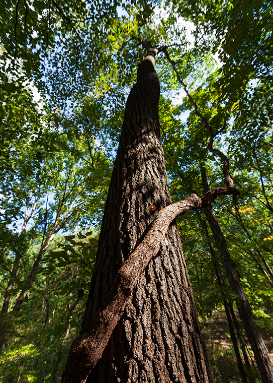 Black Oak