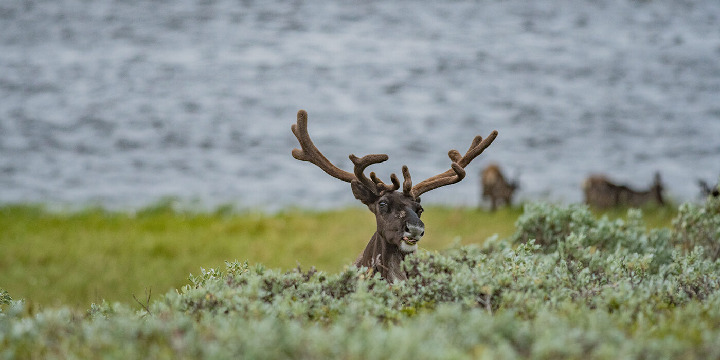 Caribou