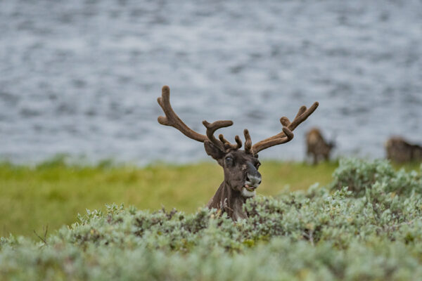 Nonlethal parasites reduce how much their wild hosts eat, leading to ecosystem effects