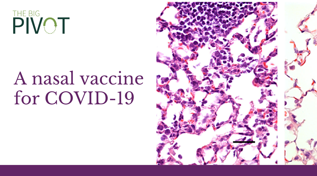 graphic for the big pivot and washu school of medicine with illustration of lung cells