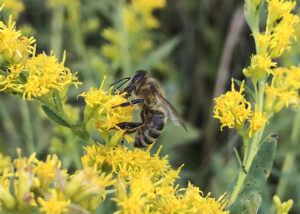 honey bee