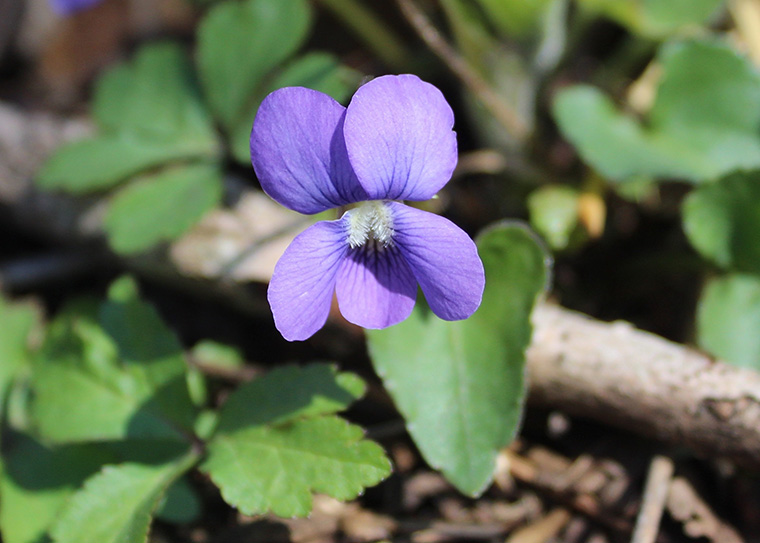 common violet