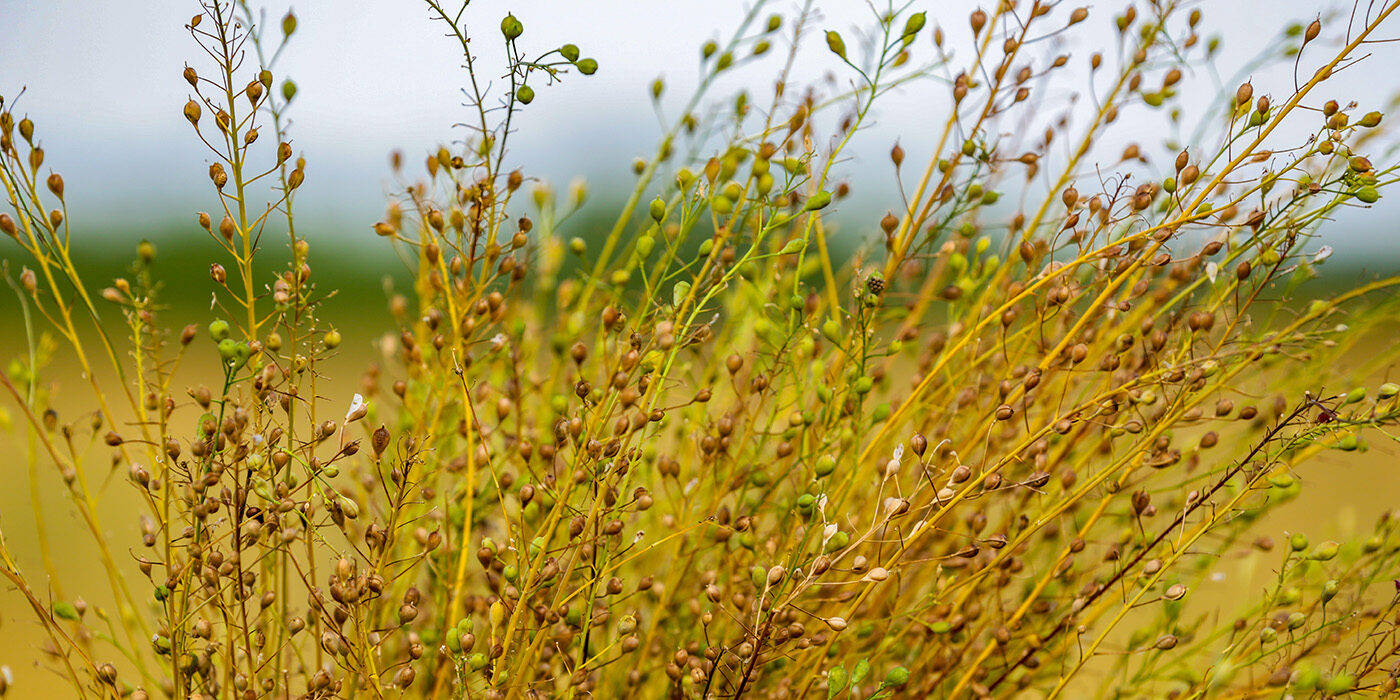 Camelina sativa