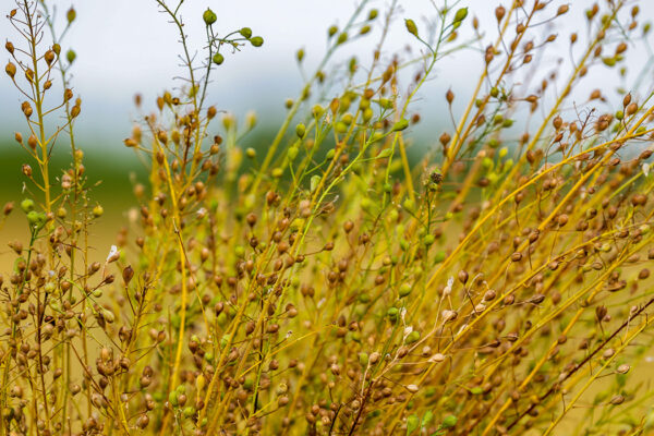 Study points to Armenian origins of ancient crop with aviation biofuel potential