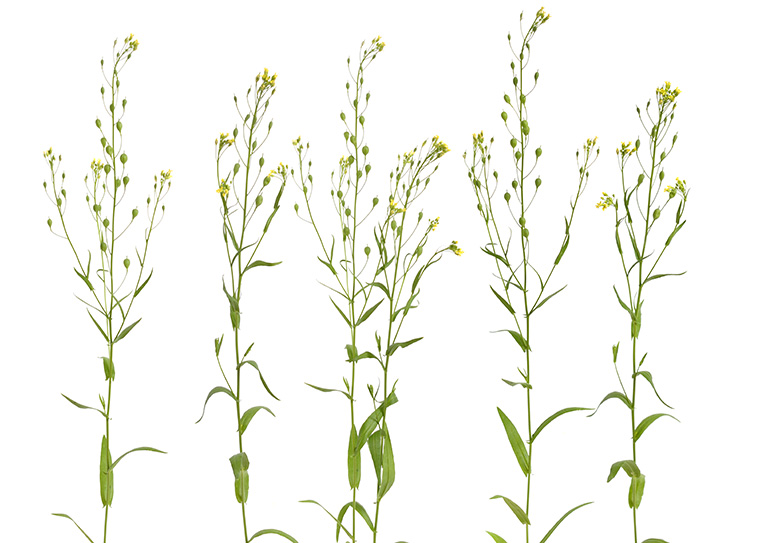 Camelina sativa