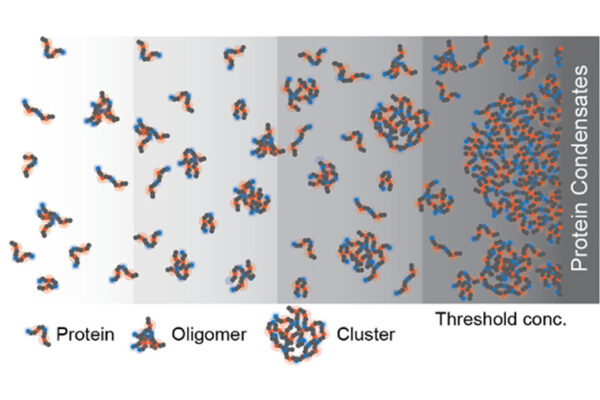 Center for Biomolecular Condensates launches