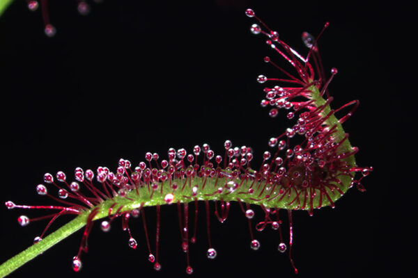 Best offense is a great defense for some carnivorous plants