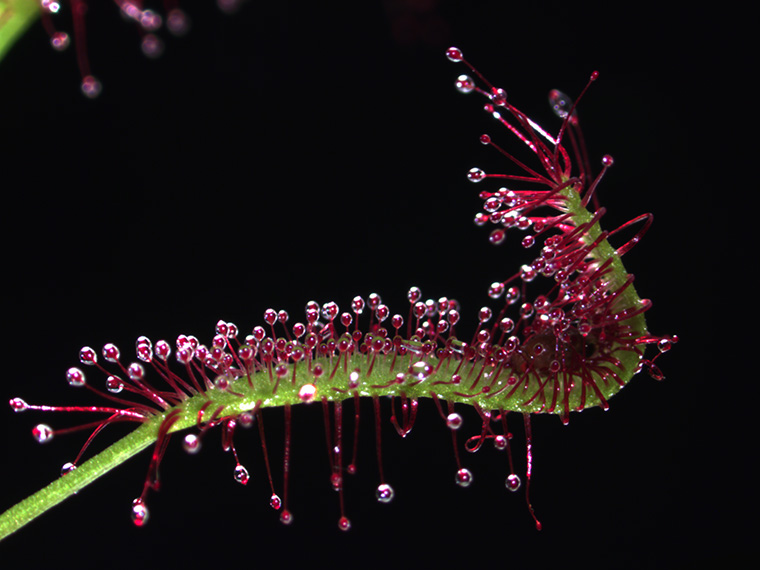 いくつかの食虫植物にとって、最高の攻撃は最高の防御となる(Best offense is a great defense for some carnivorous plants)